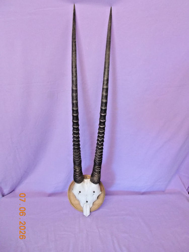 Oryx antilope hörner cm - oryx,