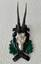 Rehgeweih Bock Reh Geweih