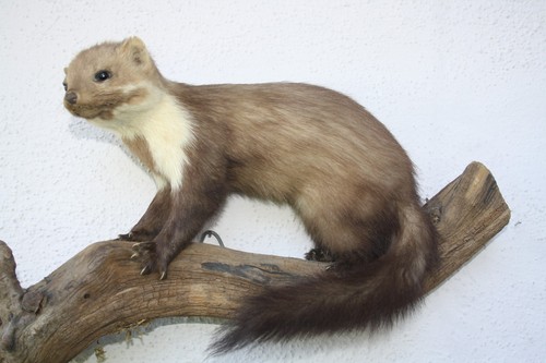 Tierpräparat marder jagd - tierpräparat, marder,
