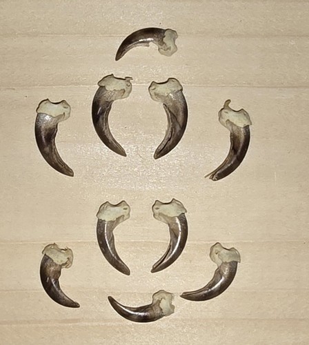 Tierkrallen tierpräparat - tierkrallen,,
