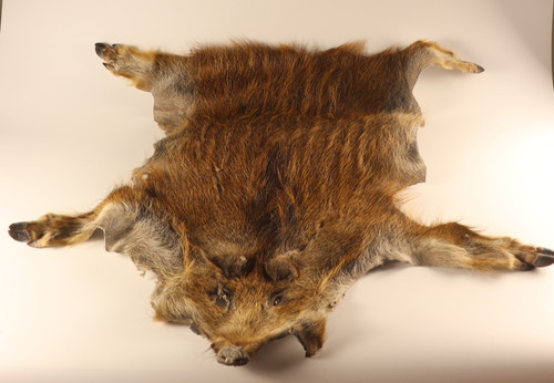 Frischling keiler wildschwein - keiler,