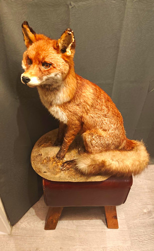 Präparierter rotfuchs sitzend - präparierter,