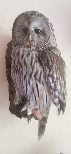 Vogel präparat cites - vogel,