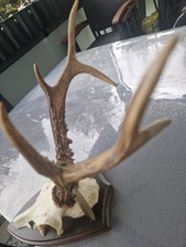 1 Stück Rehgeweihe  Medalien