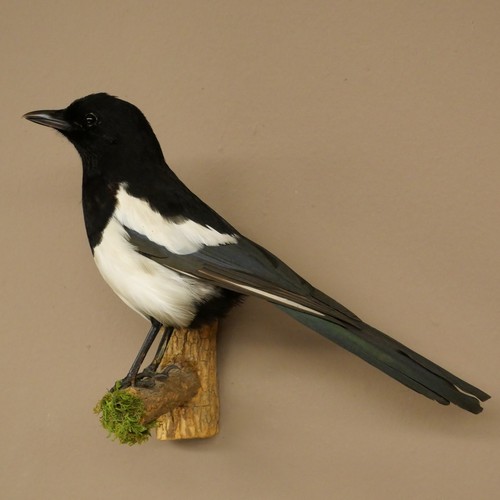 Elster vogel präparat - elster,