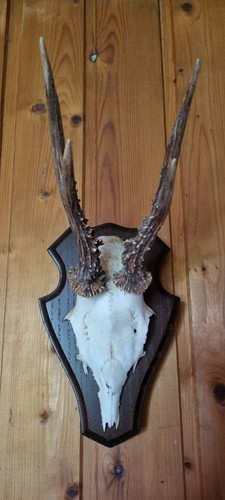 Rehgeweih geweih auf holzbrett - rehgeweih,
