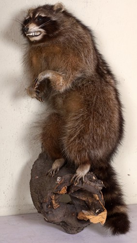 Schöner waschbär racoon - schöner,