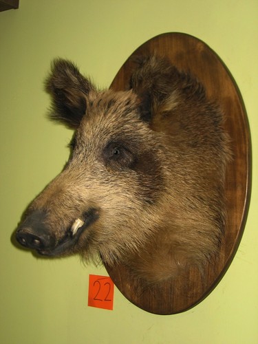 Wildschweinkopf groß - (22), +