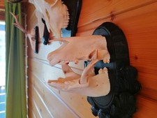 Keilerwaffen ,Gehörn , Geweih