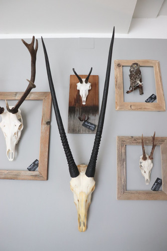 Oryx antilope pferdebock - oryx,