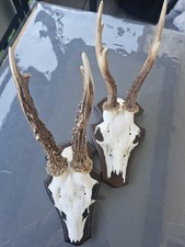 2 Stück Rehgeweihe Reh Bock