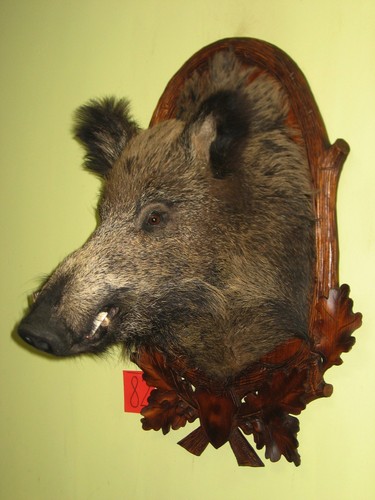 Wildschweinkopf groß - (82), +
