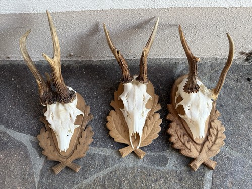 Reh rehtrophäen - reh,