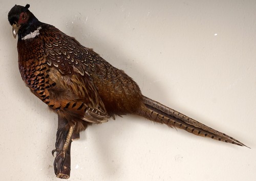 Schöner jagdfasan pheasant - jagdfasan,