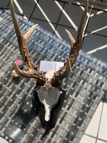 Verikaufe starken rehbock - starken,