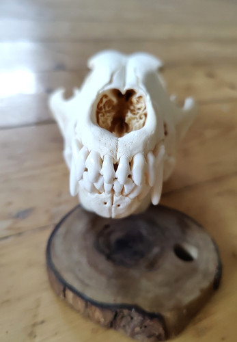 Hunde schädel echt dog - hunde, skull