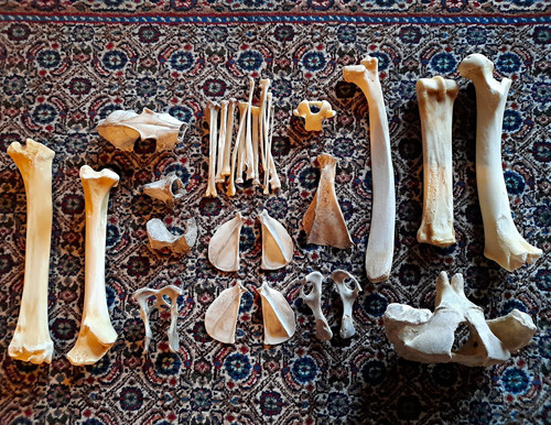 Konvolut tierknochen - konvolut,