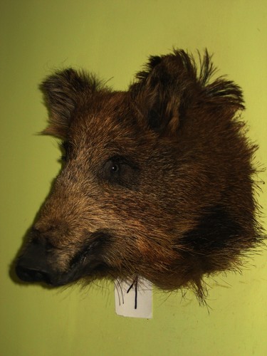 Wildschweinkopf mittel - , (1)