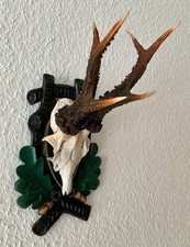 Rehgeweih aktuelles Gewicht