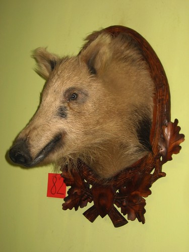 Wildschweinkopf mittel - , +