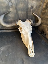 NEU - Original Blue Wildebeest