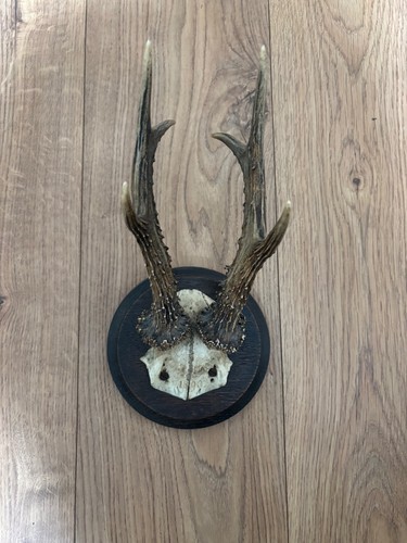 Alte geweihe jagdtrophäen - 2,