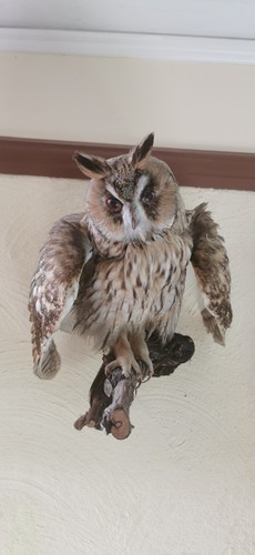 Waldohreule cites taxidermy - cites,,