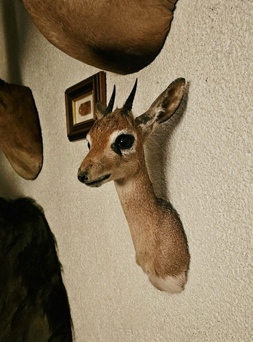 Dik afrika jagd präparat - dik,