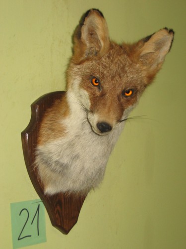 Fuchs kopf präparat - fuchs, (21)