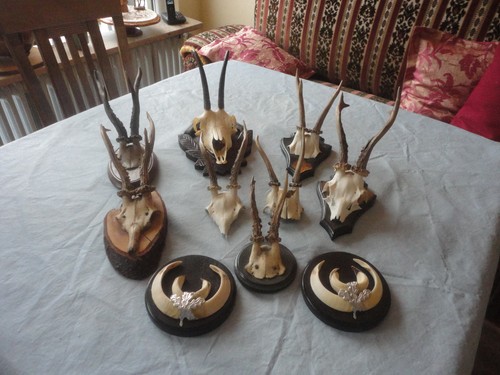 Konvolut jagdtrophäen - jagdtrophäen, 10