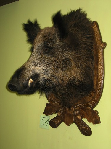 Wildschweinkopf groß - , +