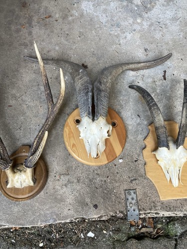 Jagdtrophäen auf - jagdtrophäen,