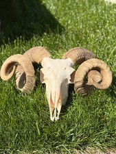 Widder-Schädel-Trophäe