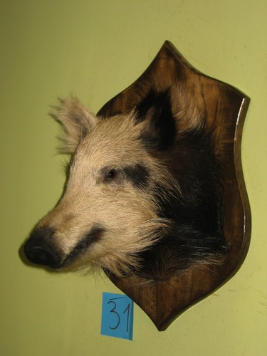 Wildschweinkopf kleines - (31), +