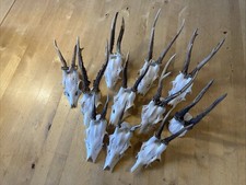 11 Rehgehörne Rehbock Gehörn