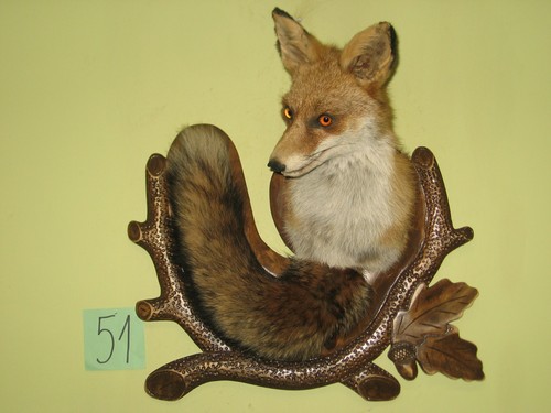Fuchs kopf präparat - fuchs,