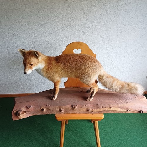 Tierpräperat fuchs - tierpräperat,