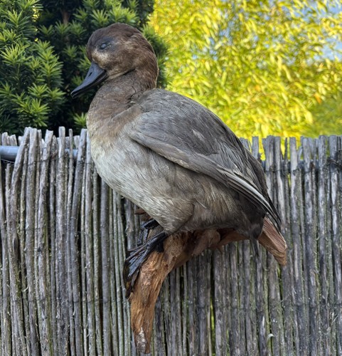 Schönes tierpräparat ente - tierpräparat,,