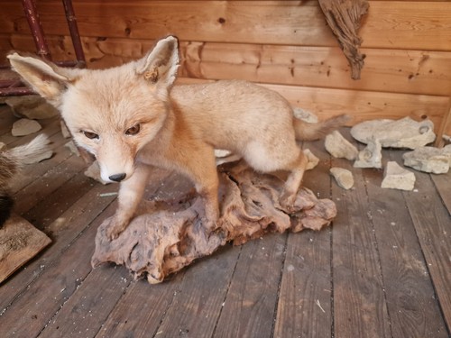 Tierpräparat fuchs schöne - tierpräparat,