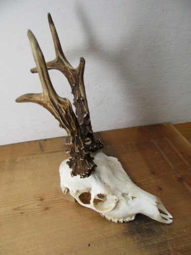 Kapitales rehgeweih 408 - kapitales, g