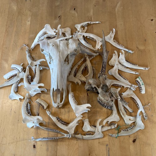 Rehbock kiefernäste halber - rehbock,
