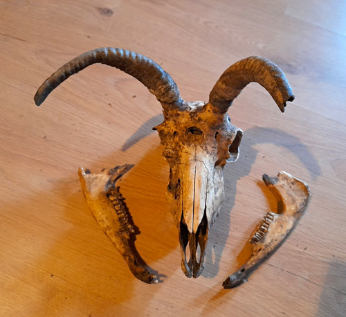 Jakobs vierhornschaf - vierhornschaf, /