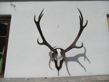 Starkes Hirschgeweih