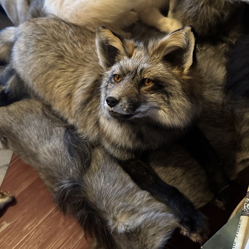 Softmount fuchs taxidermy - softmount,