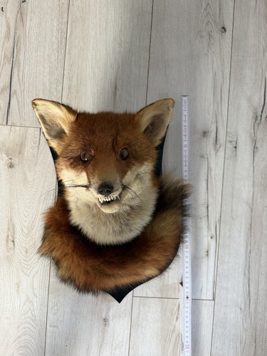 Rotfuchs kopf tierpräparat - rotfuchs,