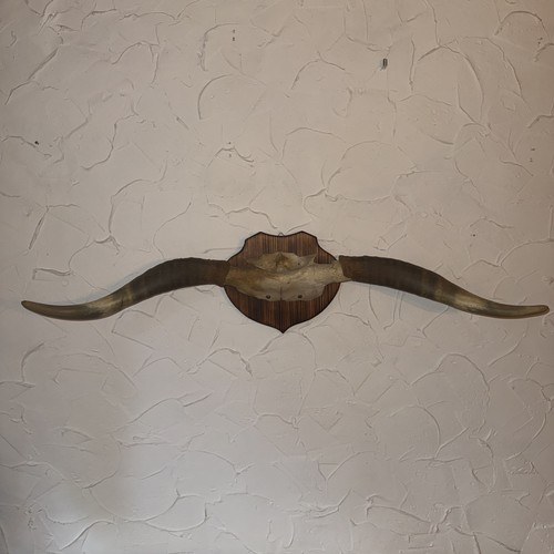 Echte longhorn hörner - echte, hörner/rind