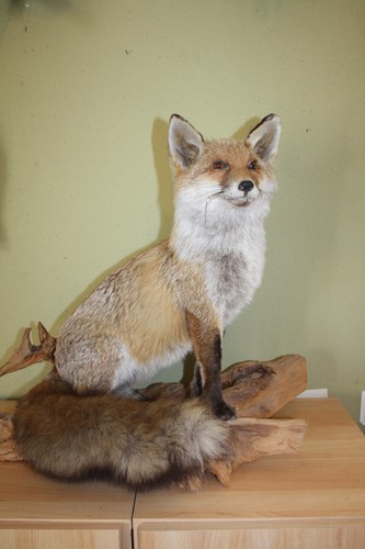 Tierpräparat fuchs rotfuchs - fuchs,,