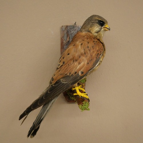 Turmfalken falke vogel - turmfalken,