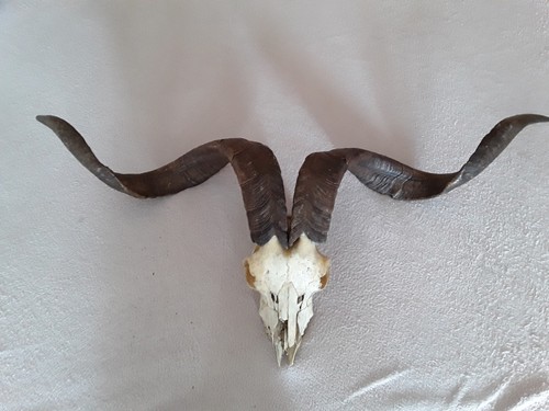 Ziegenbockhörner perchten - ziegenbockhörner/,