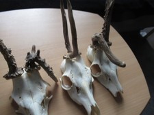 3 x Verschiedene Abnorme